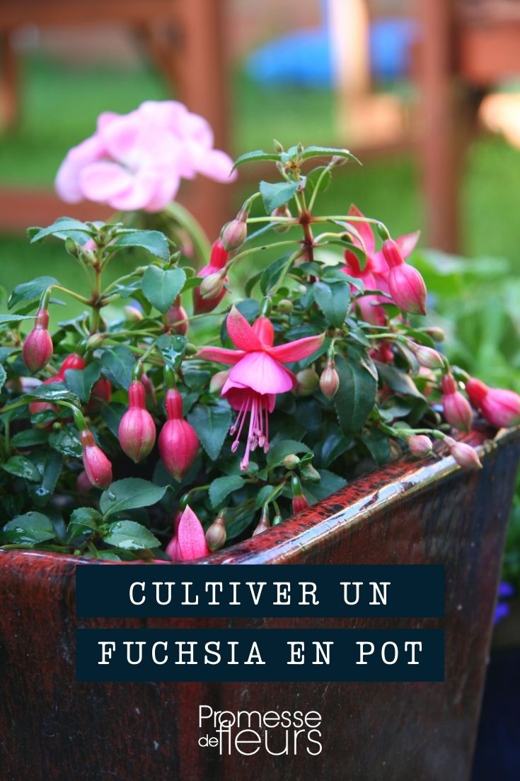 cultiver fuchsia en pot