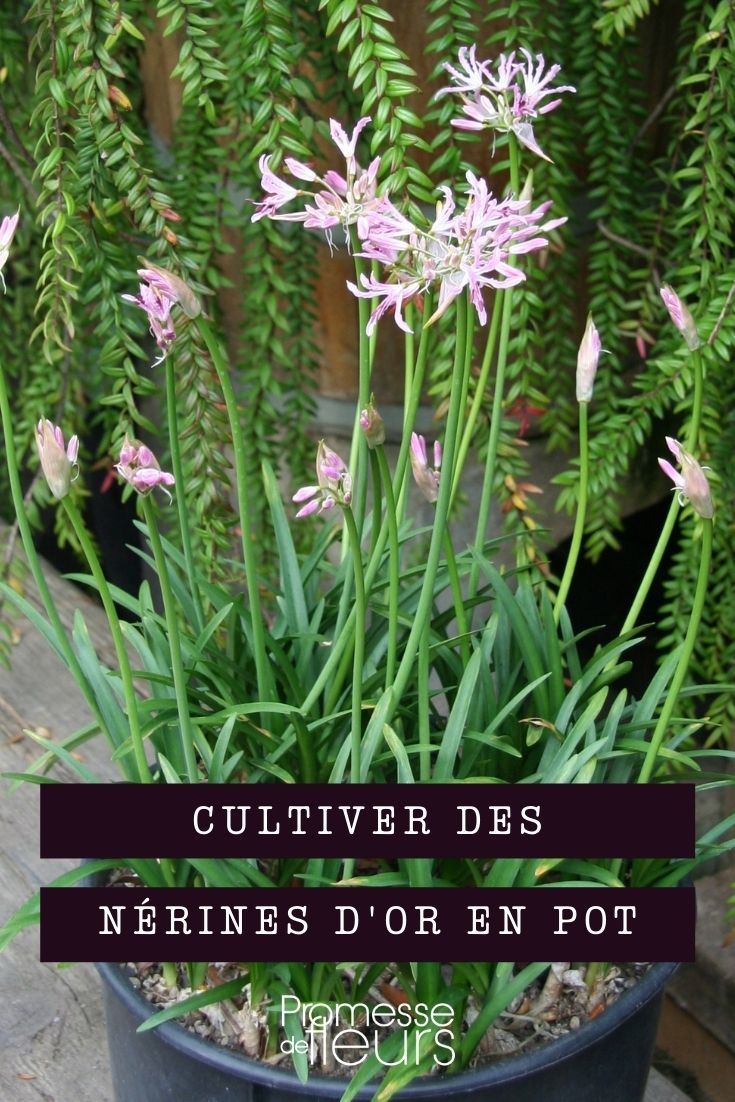 cultiver nerines en pot