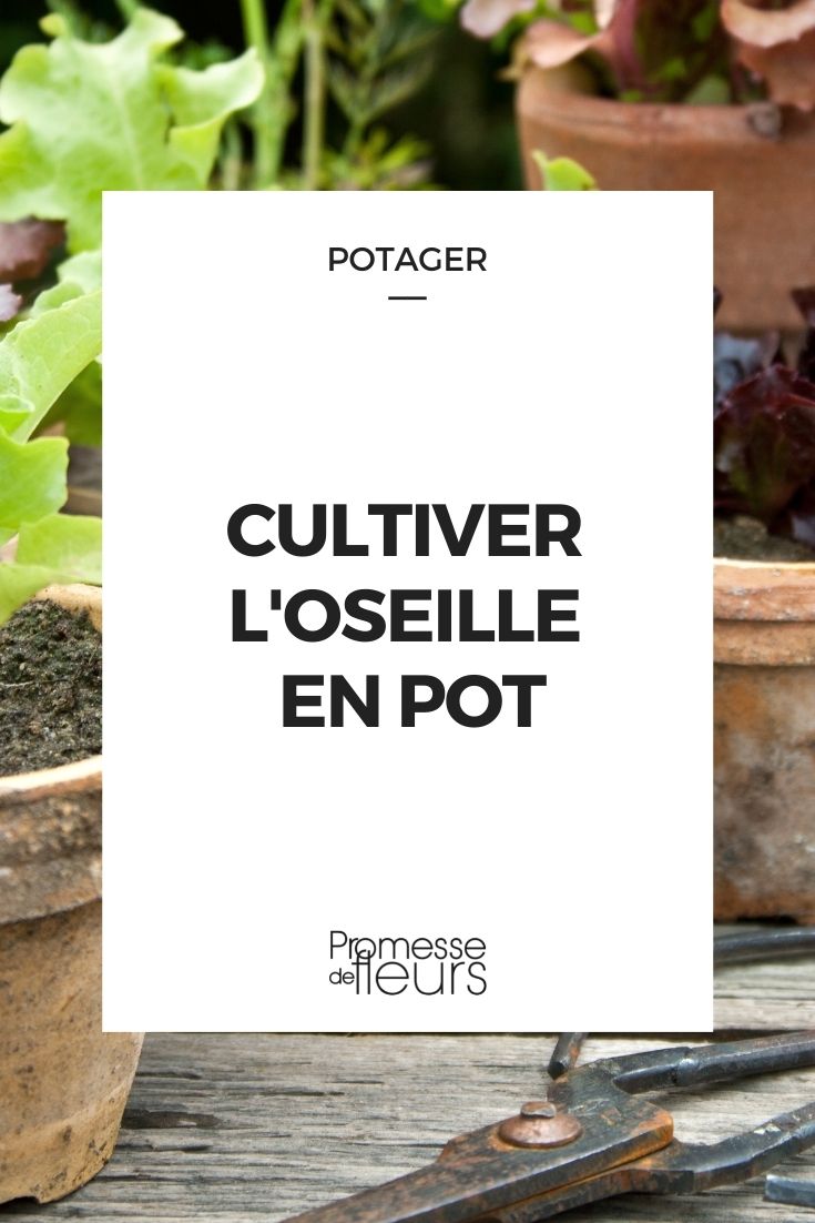 cultiver oseille en pot