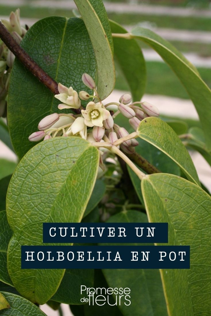 cultiver un holboellia en pot