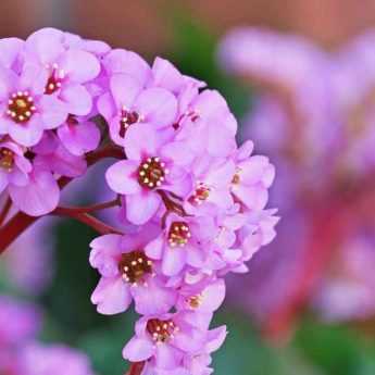 Comment cultiver un bergenia en pot ?