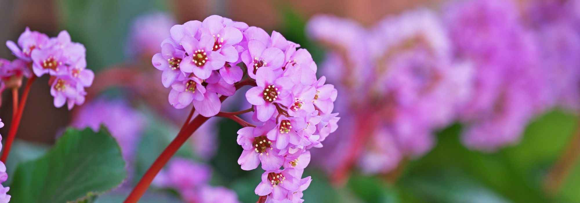 Comment cultiver un bergenia en pot ?