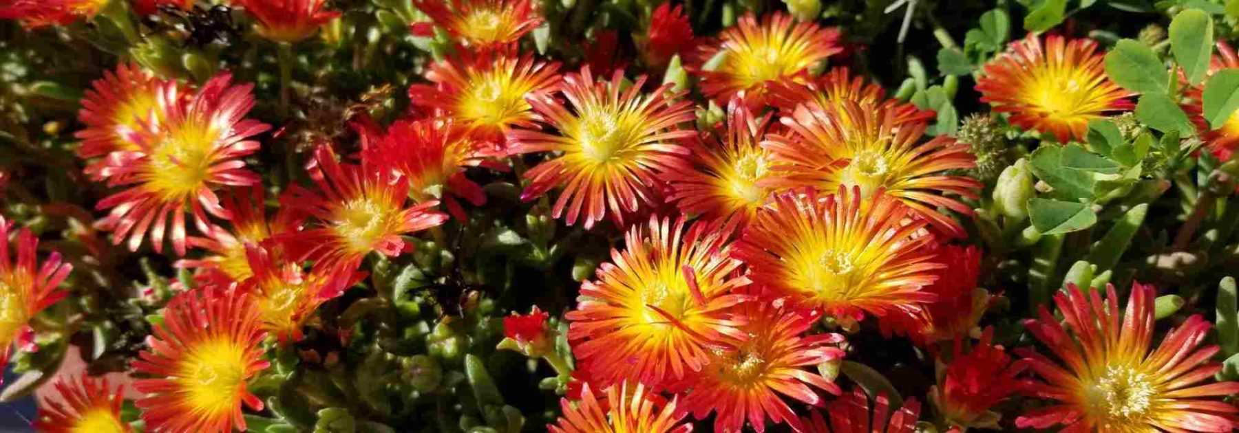 Cultiver un Delosperma en pot