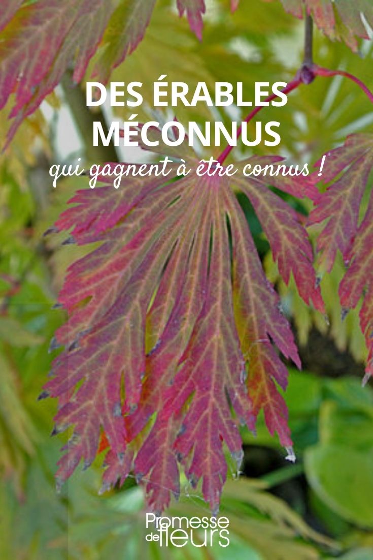 érables méconnus