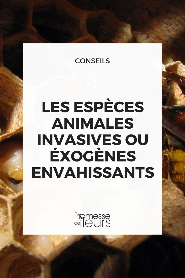 espèces animales invasives