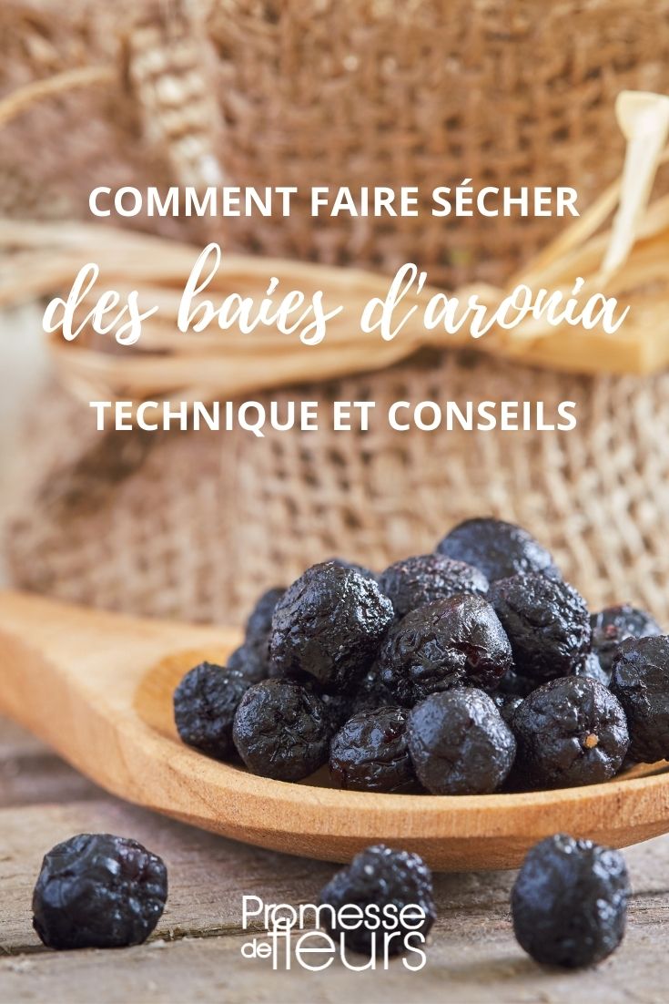 faire sécher baies aronia