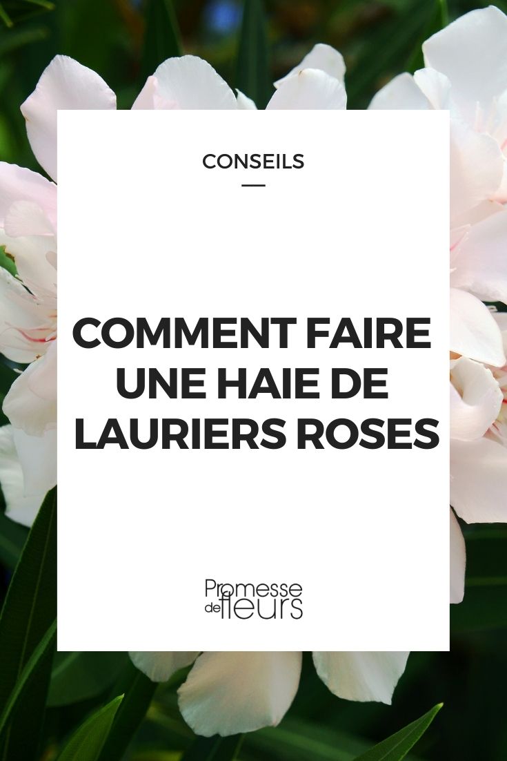 Citronnier, laurier-rose Comment protéger mes fleurs du froid?