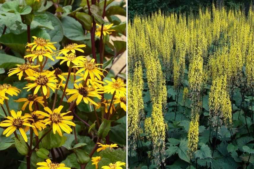 Ligularia : choisir suivant la forme des fleurs