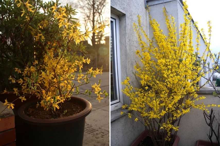 forsythia cultivé en pot, quel bac pour forsythia