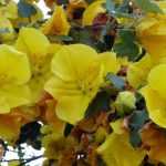 Associer le Fremontodendron