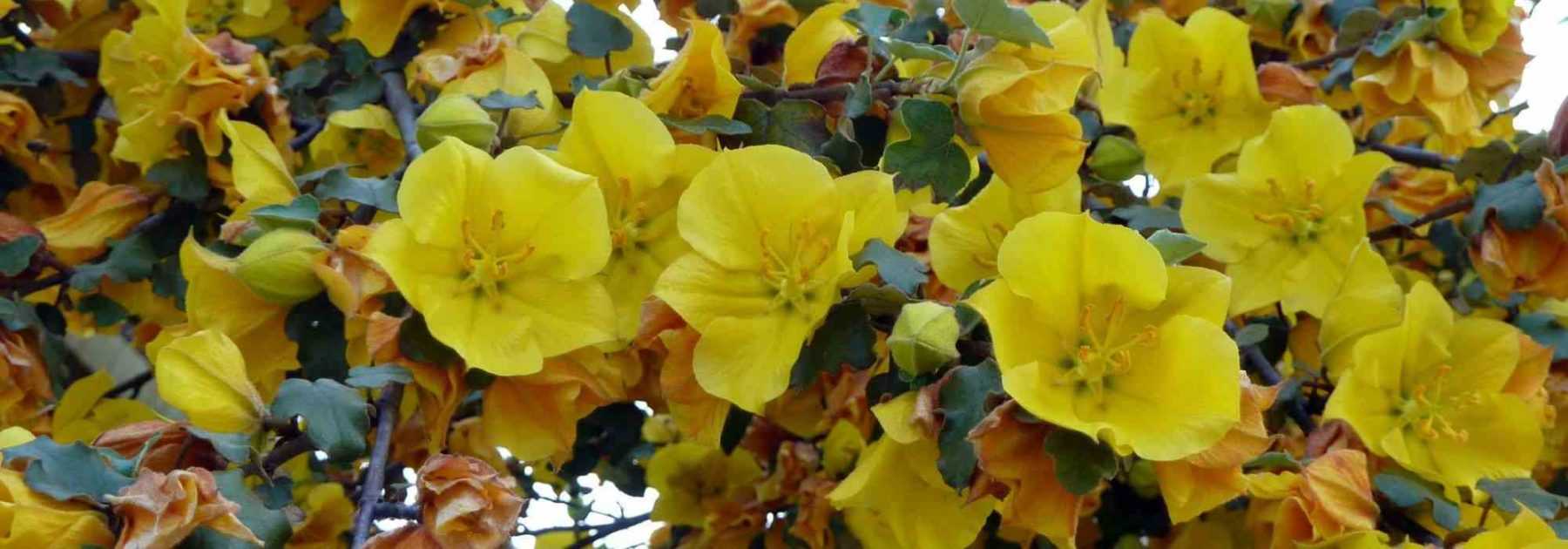 Associer le Fremontodendron