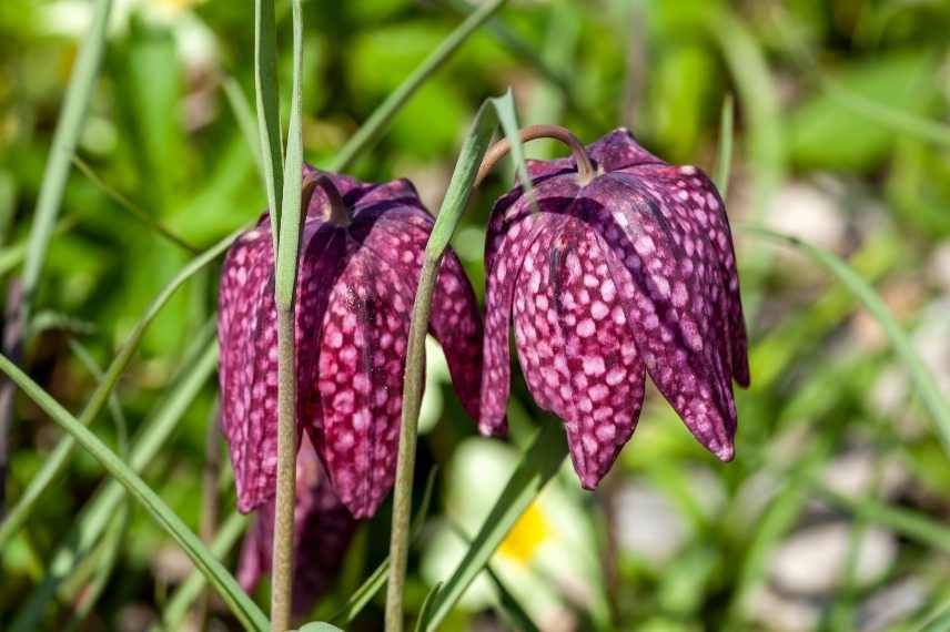 fritillaires botaniques les plus belles variétés, fritillaires botaniques, fritillaire pintade