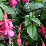 Cultiver un Fuchsia en pot