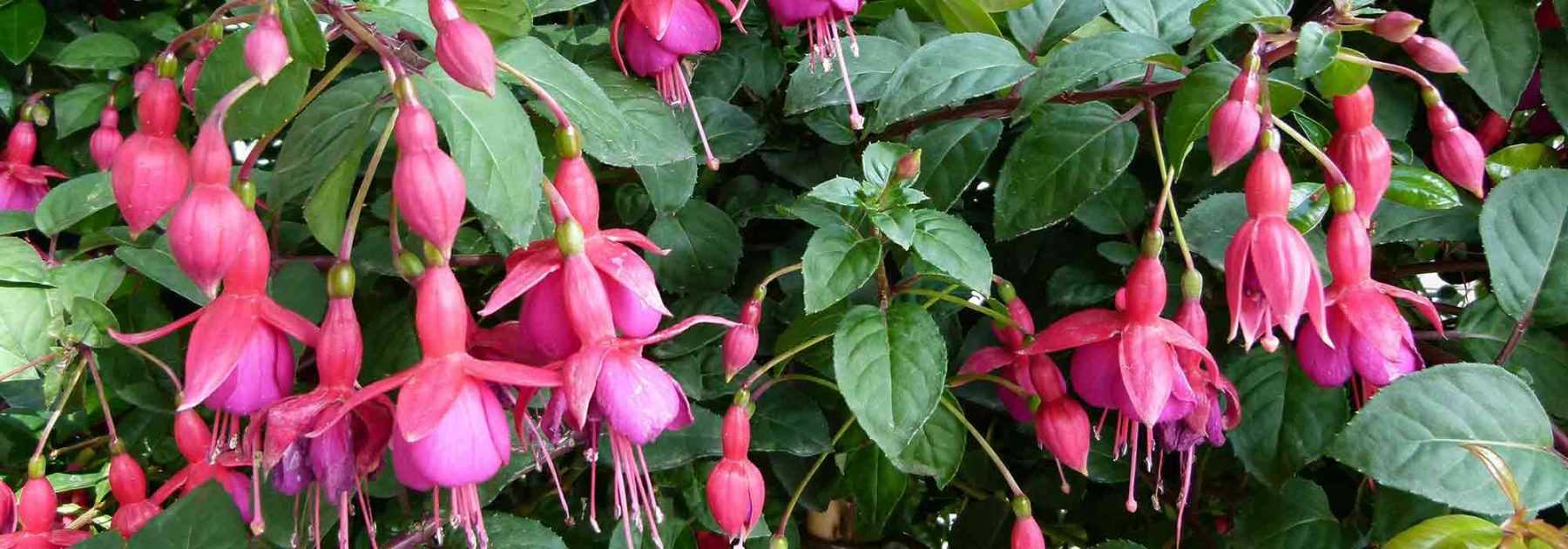 Cultiver un Fuchsia en pot