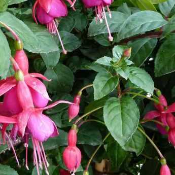 Cultiver un Fuchsia en pot