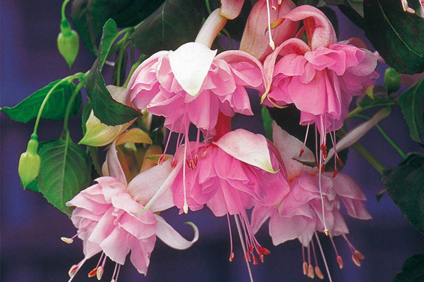 Fuchsia ‘Pink Galore’