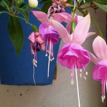 Fuchsia : les plus belles variétés pour suspension