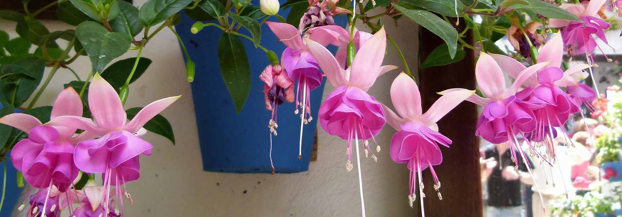 Fuchsia : les plus belles variétés pour suspension