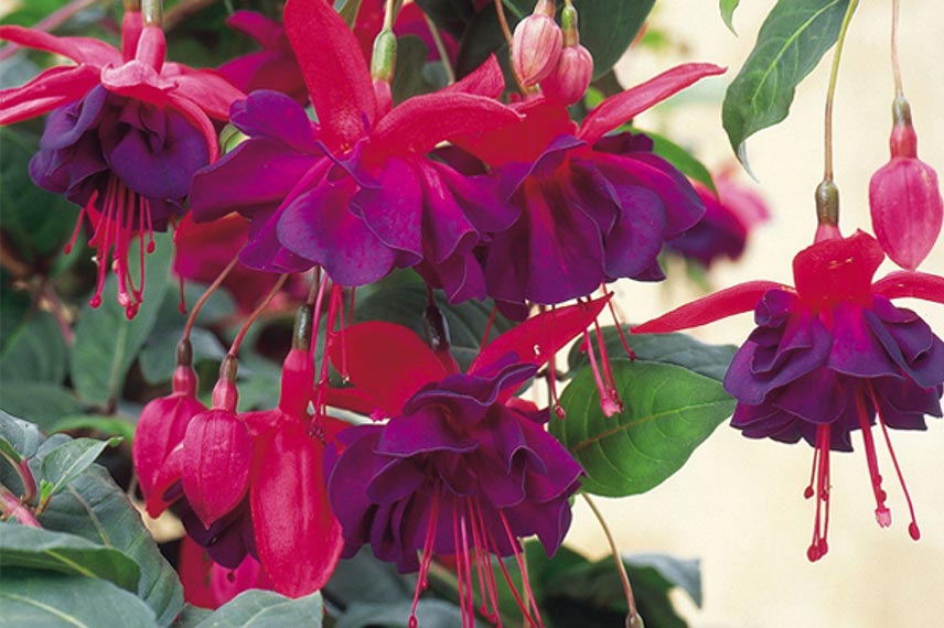 Fuchsia ‘Voodoo’