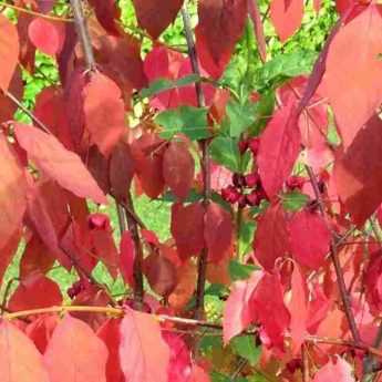 Les plus beaux fusains colorés en automne