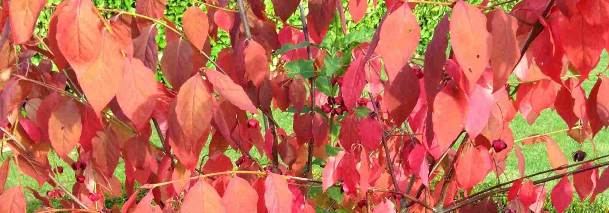 Les plus beaux fusains colorés en automne