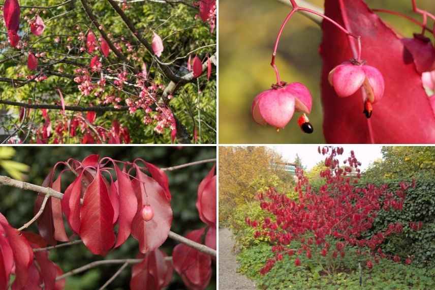 fusain à grandes fleurs belles couleurs d'automne