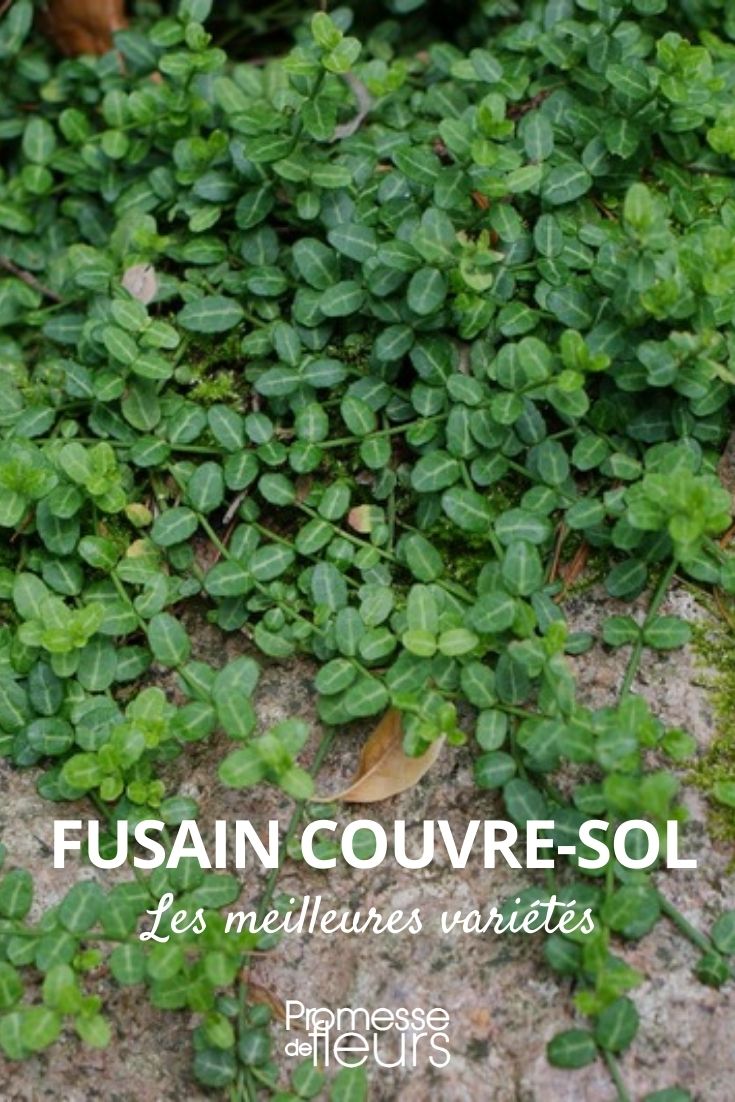 fusain couvre sol