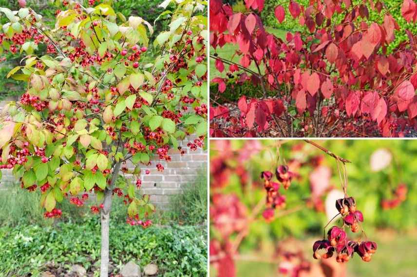 fusain à tige plane couleurs d'automne