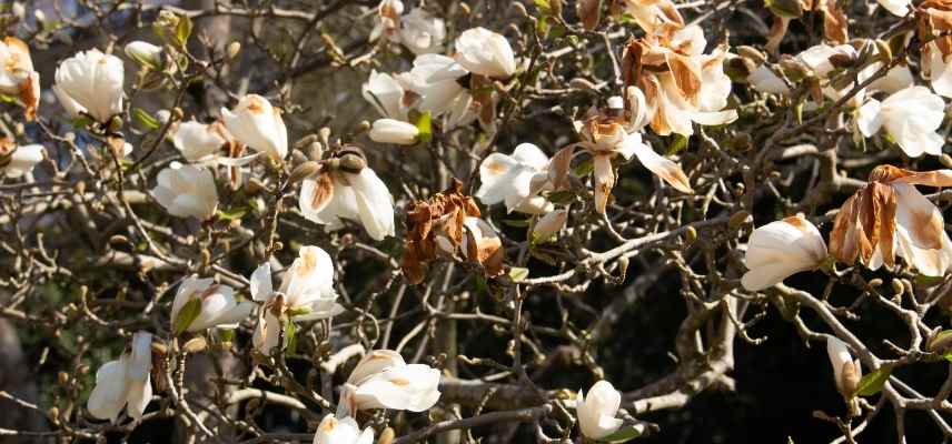 printemps froid vegetaux plantes, gels tardifs plantes vegetaux