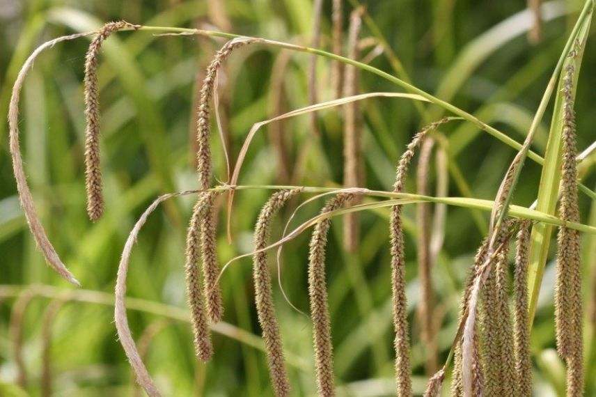 laîche pendante croissance rapide, carex qui pousse vite