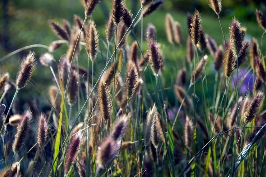 herbe aux écouvillons croissance rapide, pennisetum qui pousse vite