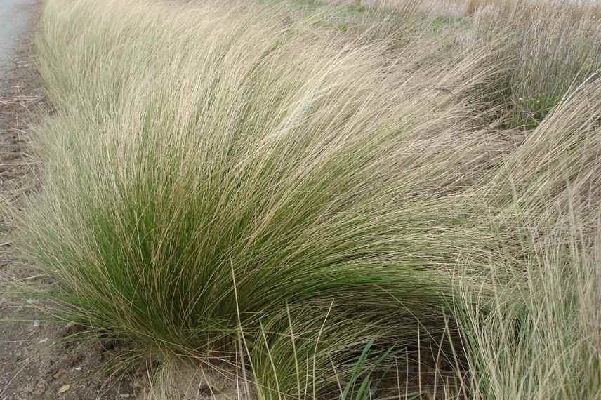 cheveux d'ange croissance rapide, stipa qui pousse vite