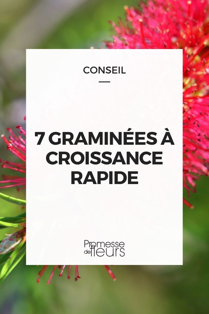 graminées croissance rapide