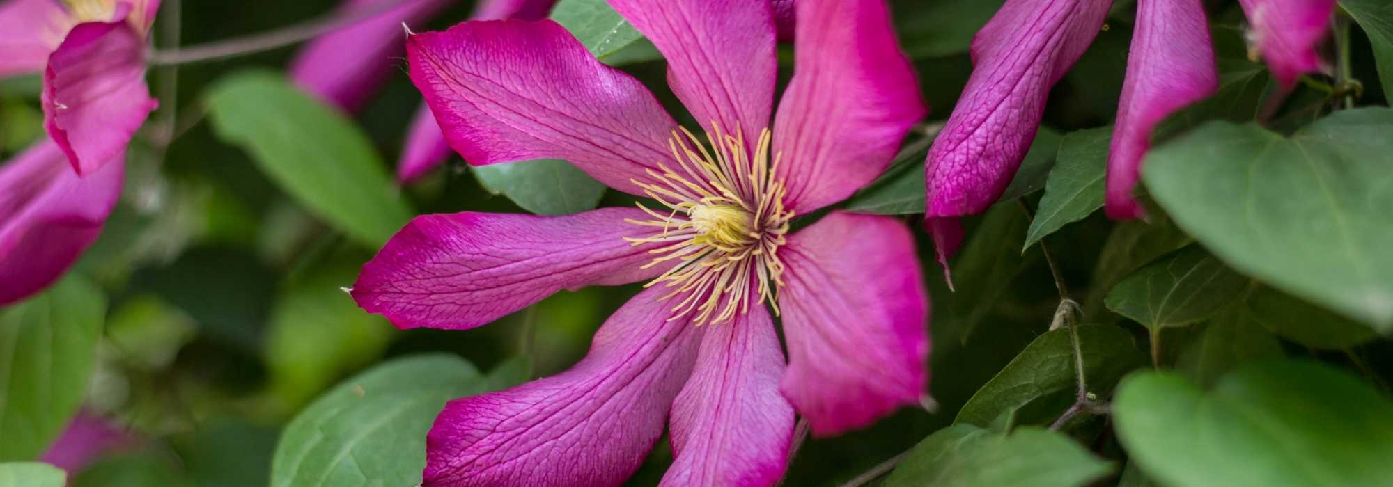 7 à fleurs roses - Promesse de Fleurs