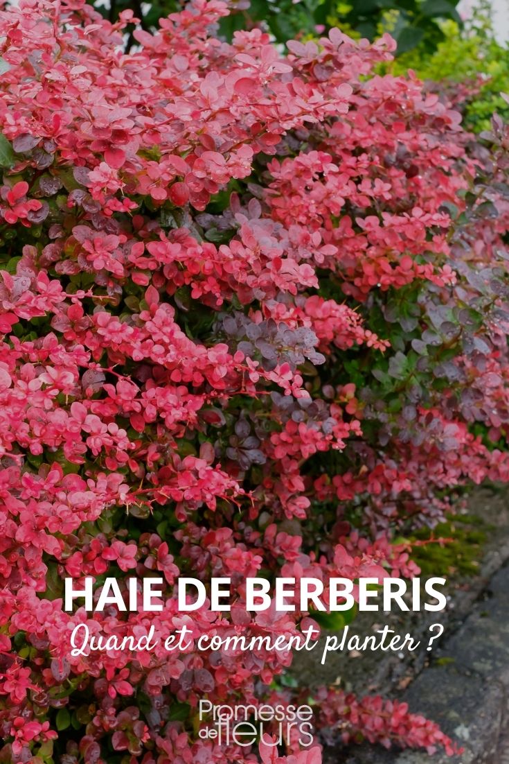 haie berberis