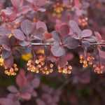 Berberis pourpre : Les plus belles variétés