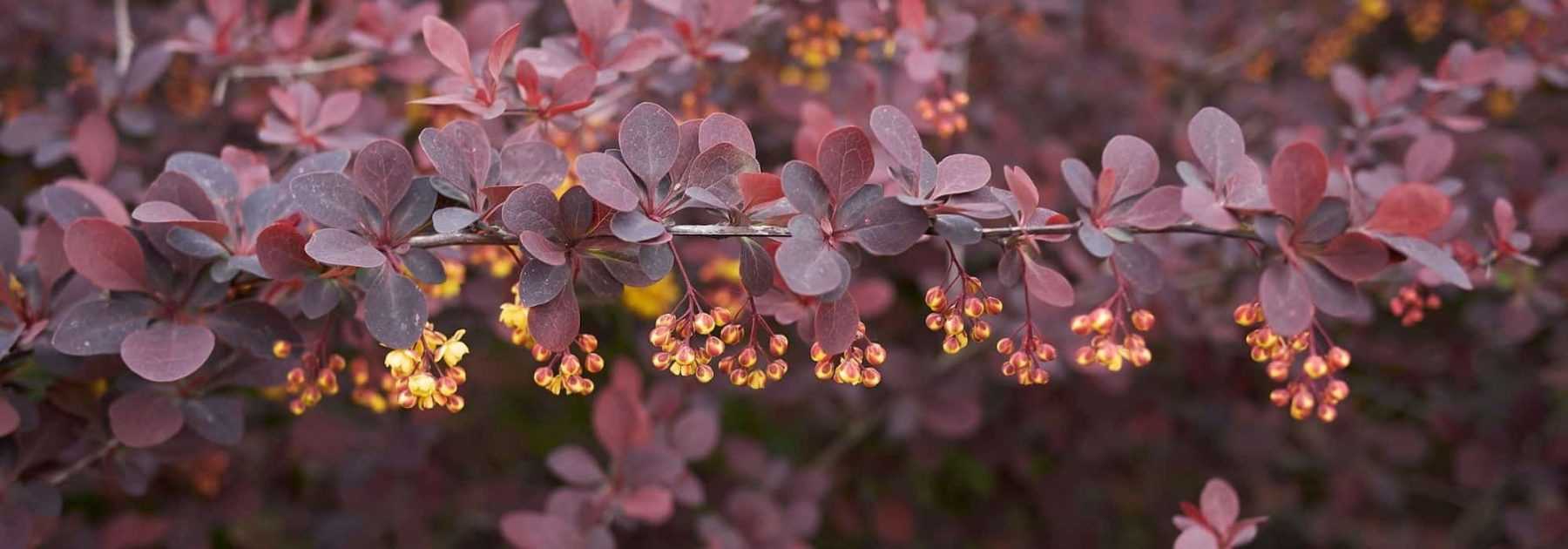 Berberis pourpre : Les plus belles variétés