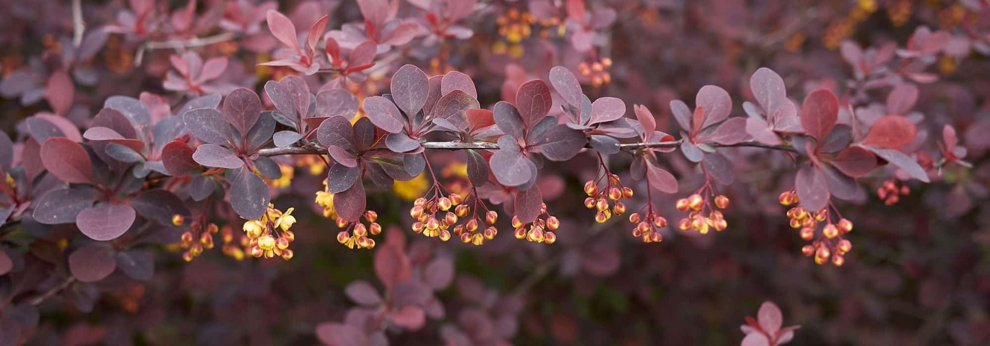 Berberis pourpre : Les plus belles variétés