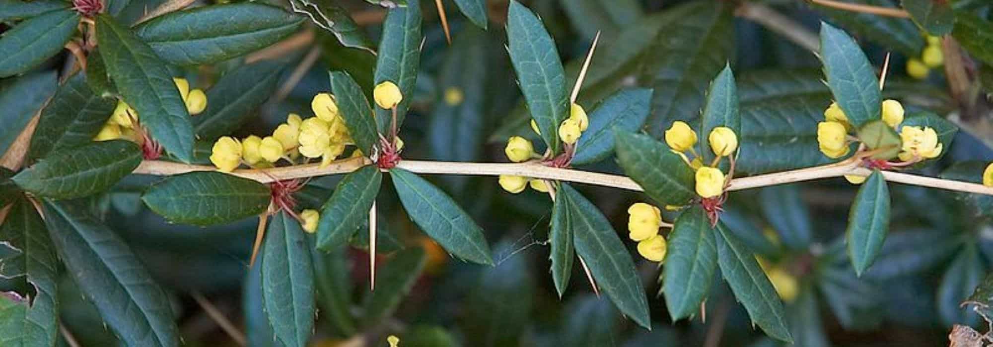 5 Berbéris parfaits en haie