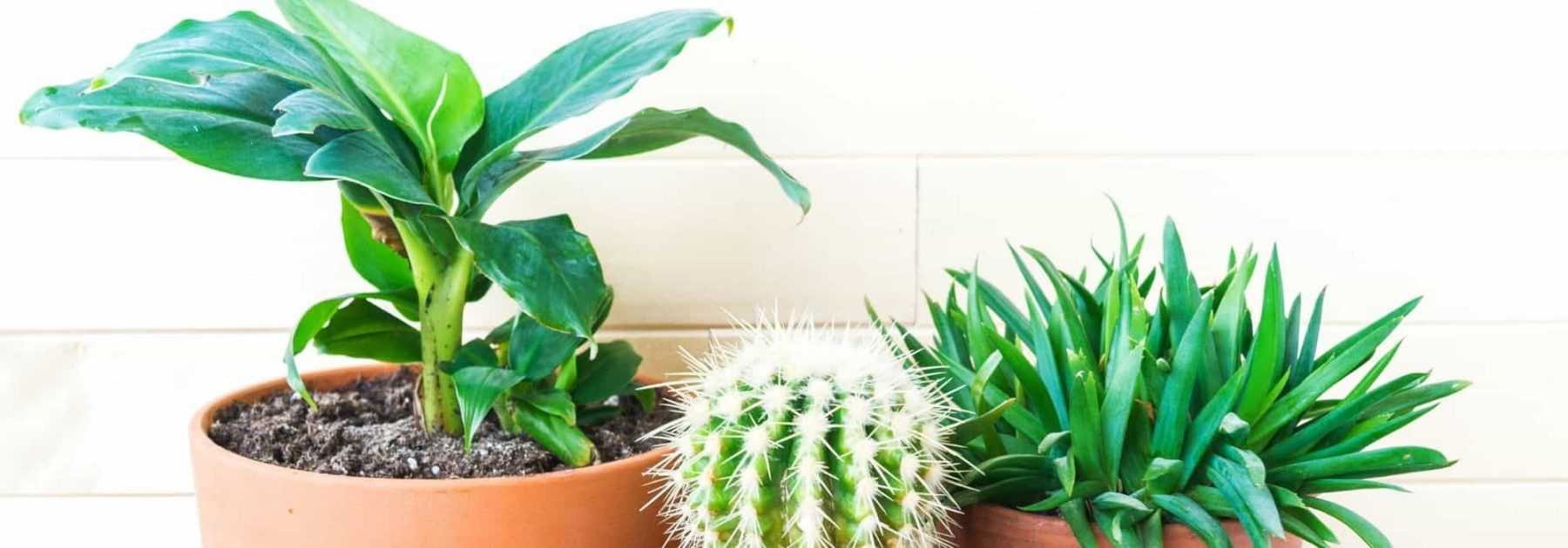 Comment protéger les plantes d'extérieur contre le froid