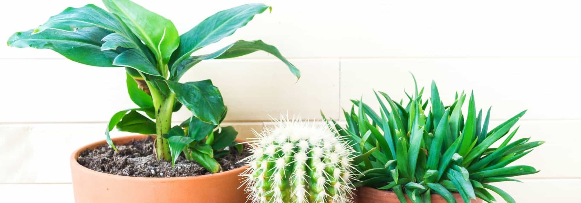 Plante intérieur : cactus déco et tendance - Côté Maison