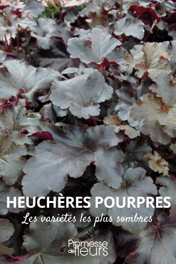 heuchere pourpre sombre