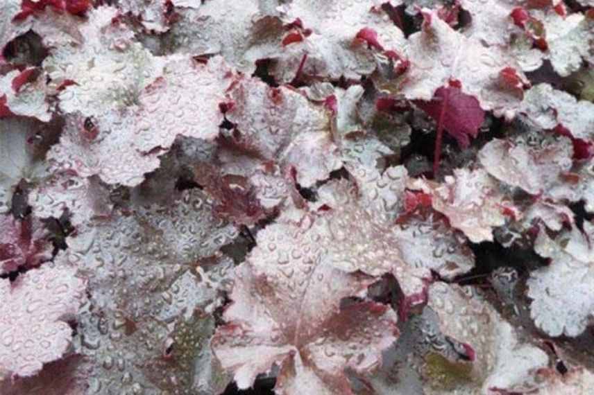 heuchère pourpre noir et rouge