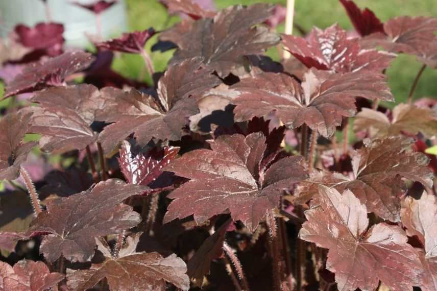 heuchère pourpre brun noir