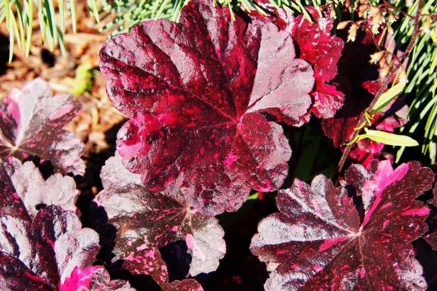 heuchère foncée noir et rose