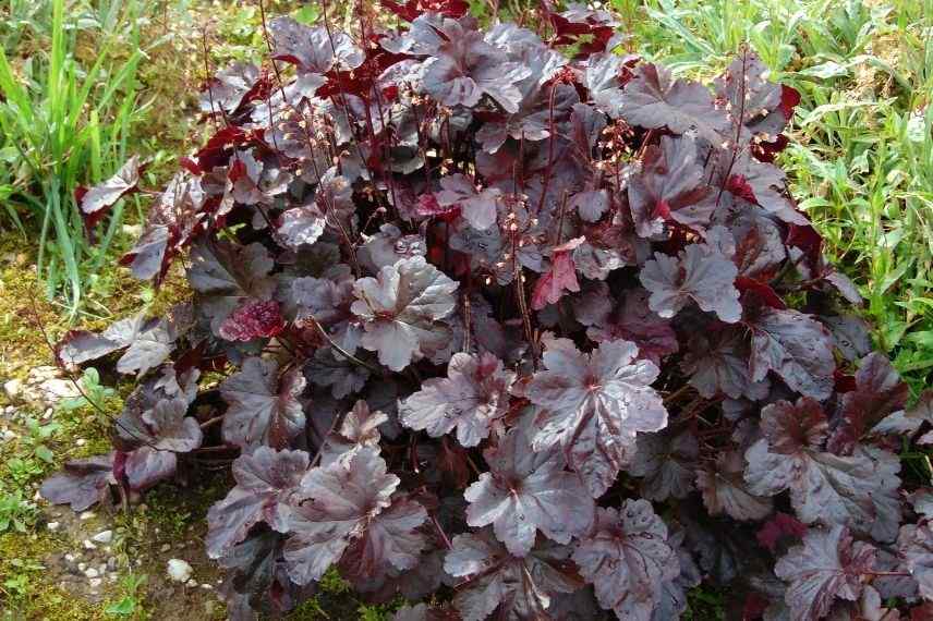 heuchère foncée marron violet