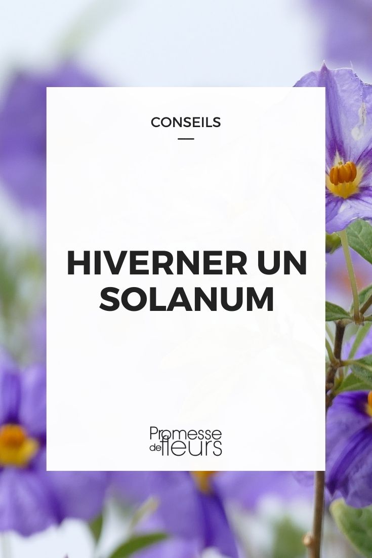 hiverner un solanum