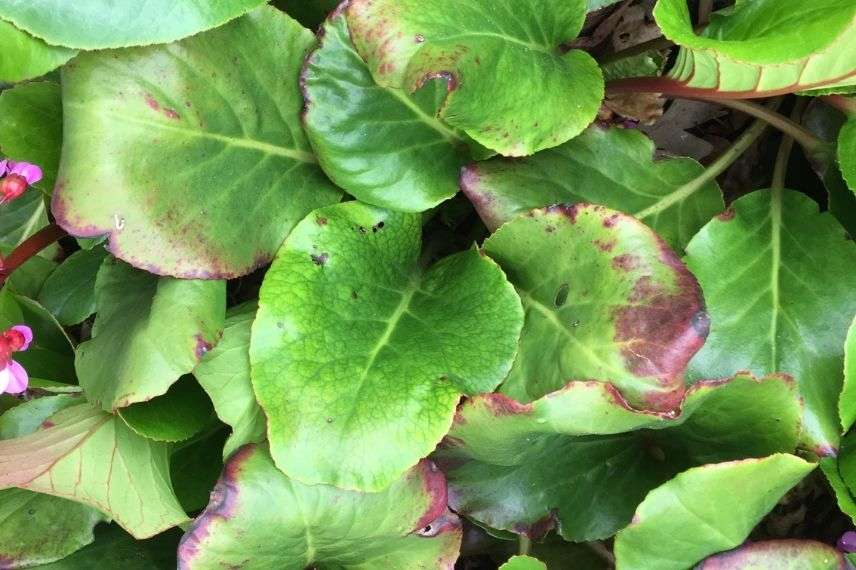 maladie cryptogamique bergénia, anthracnose bergénia