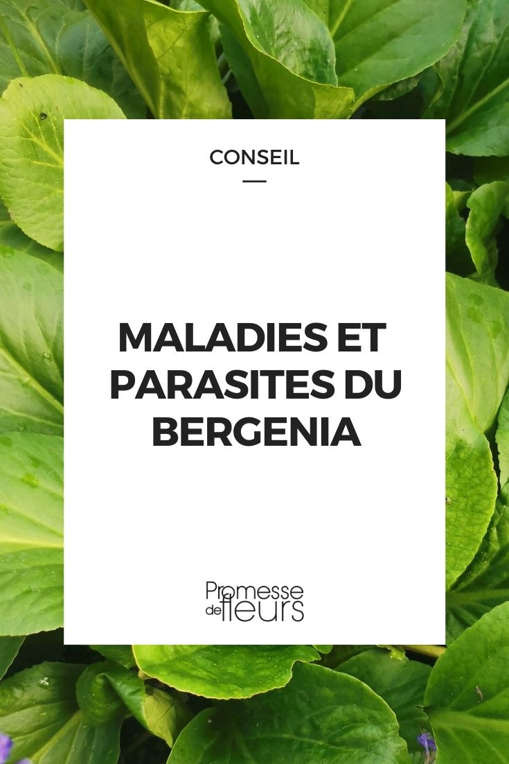 maladie parasite bergenia