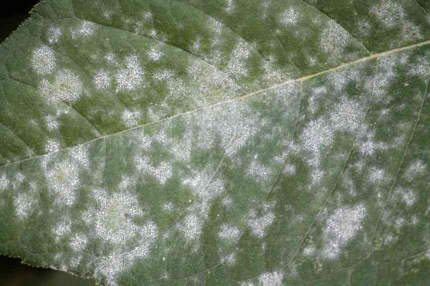 oïdium fusain du japon, oïduim euonymus